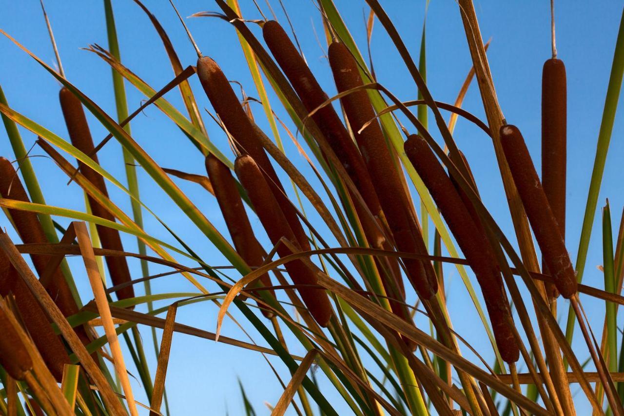 BAGHEERA Village Naturiste Linguizzetta Exteriör bild